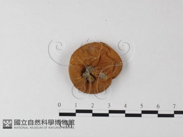 登錄號:F0023567藏品圖，第1張