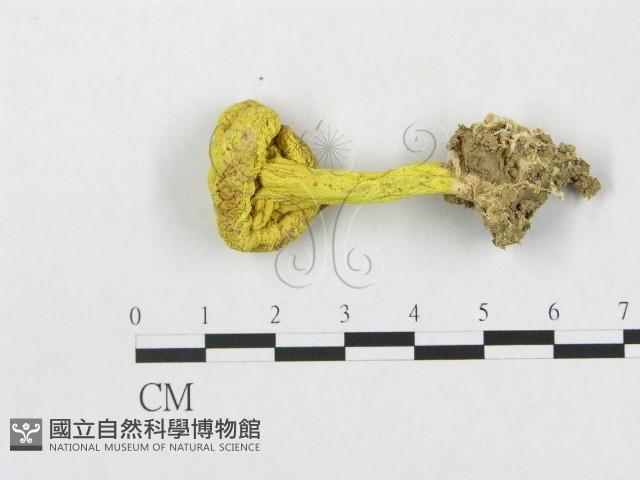 登錄號:F0003567藏品圖，第1張