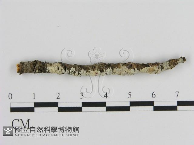 絲皮菌屬藏品圖，第1張