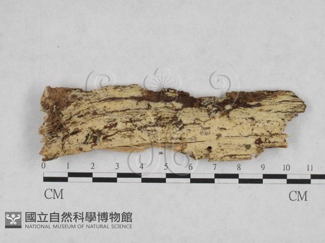 登錄號:F0028167藏品圖，第1張