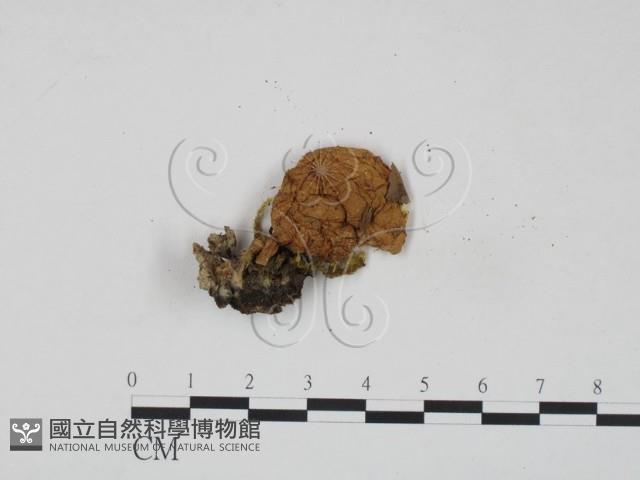 登錄號:F0000167藏品圖，第1張