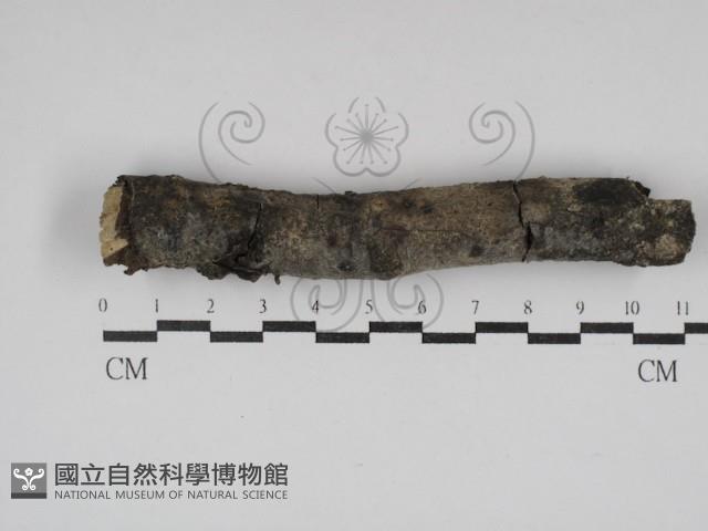 登錄號:F0030167藏品圖，第1張