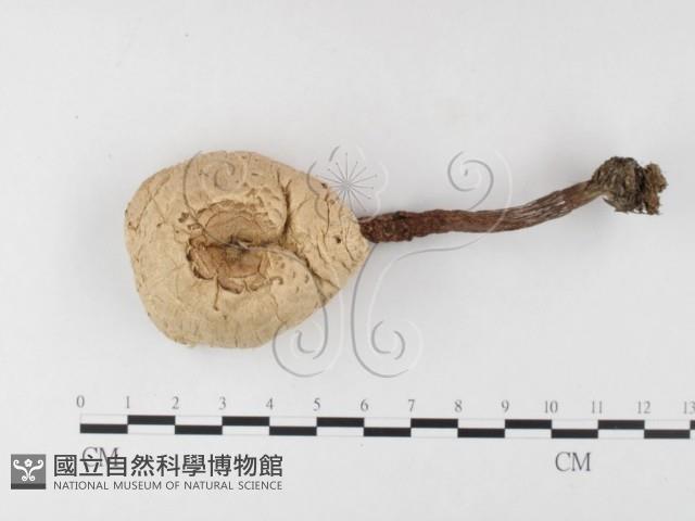 登錄號:F0026167藏品圖，第1張