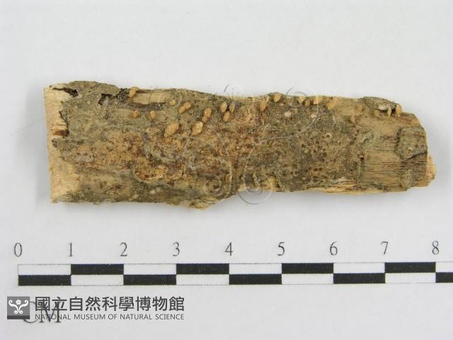 登錄號:F0011167藏品圖，第1張