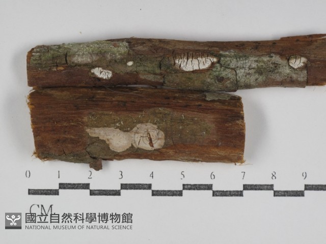 樹狀皮革菌屬藏品圖，第1張