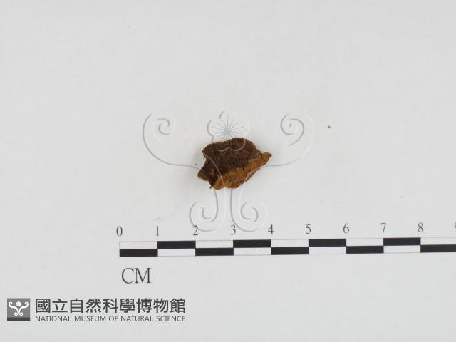 登錄號:F0024167藏品圖，第1張