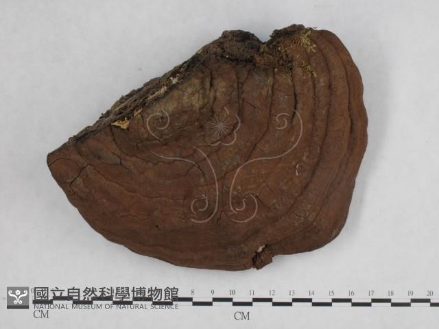 登錄號:F0014167藏品圖，第1張