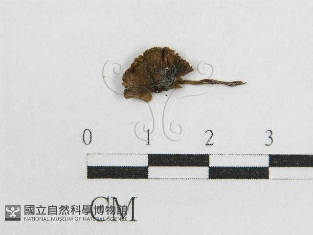 粉褶菌屬藏品圖，第1張