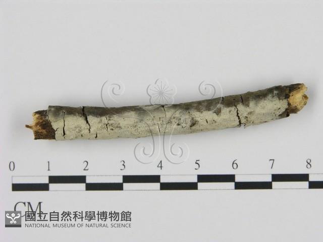 剛毛絲皮菌藏品圖，第1張