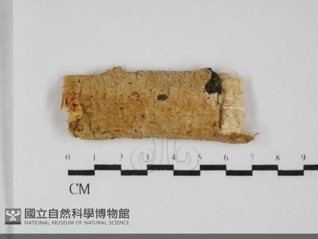 登錄號:F0032167藏品圖，第1張