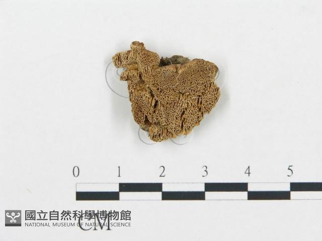 登錄號:F0007167藏品圖，第1張