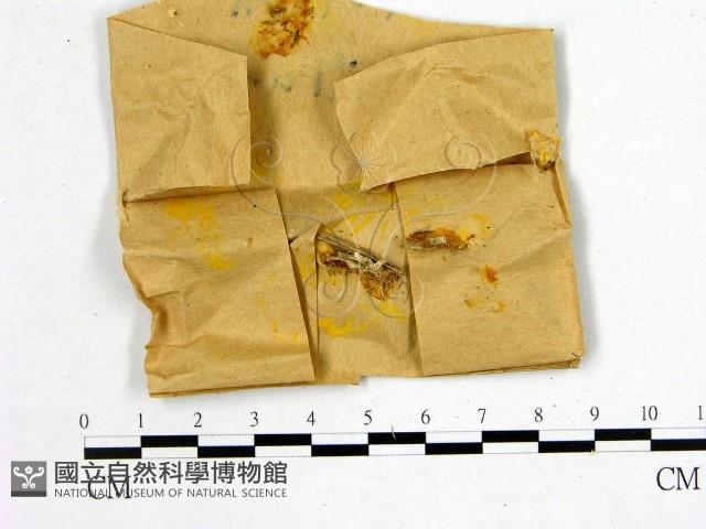 花耳屬藏品圖，第1張