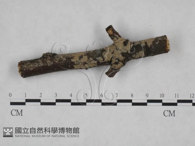 登錄號:F0025167藏品圖，第1張