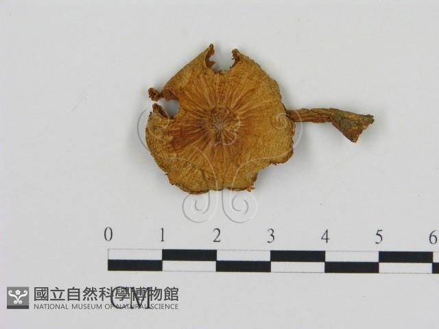 登錄號:F0005167藏品圖，第1張