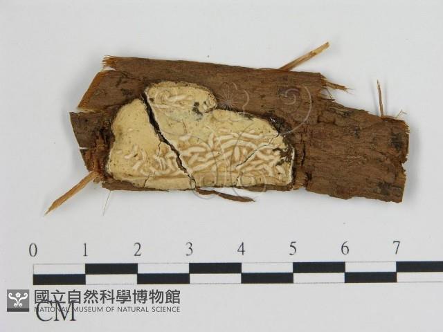 登錄號:F0015167藏品圖，第1張