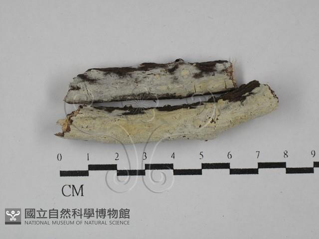 登錄號:F0029167藏品圖，第1張