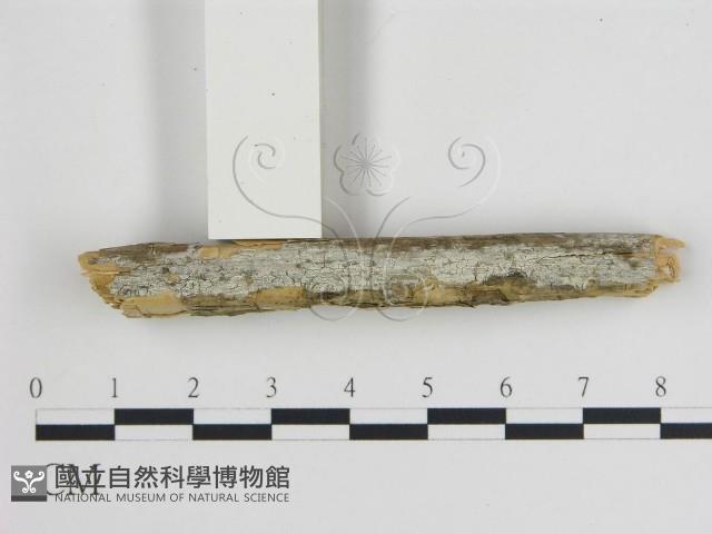 登錄號:F0009167藏品圖，第1張