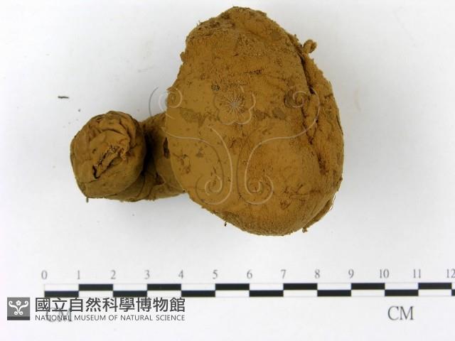 頭狀禿馬勃藏品圖，第1張