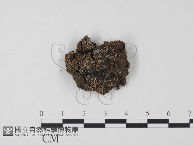 登錄號:F0003167藏品圖，第1張