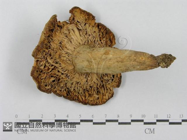 登錄號:F0013167藏品圖，第1張