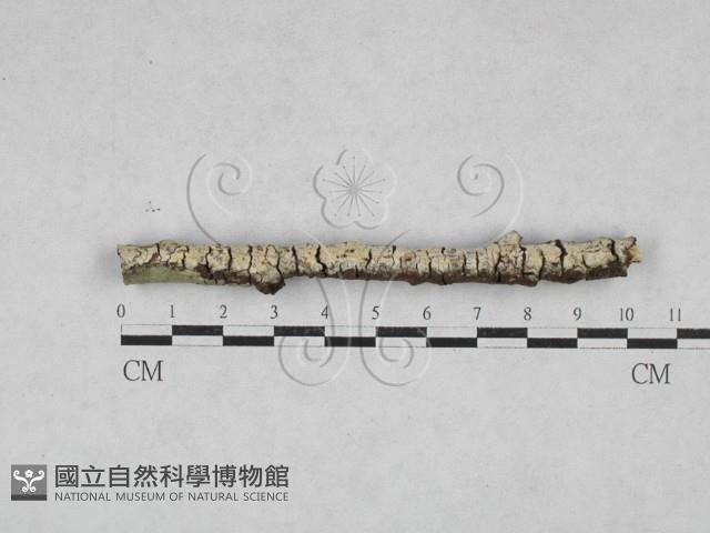 絲齒菌屬藏品圖，第1張