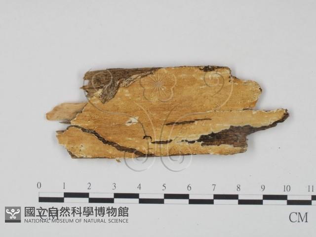 登錄號:F0008067藏品圖，第1張