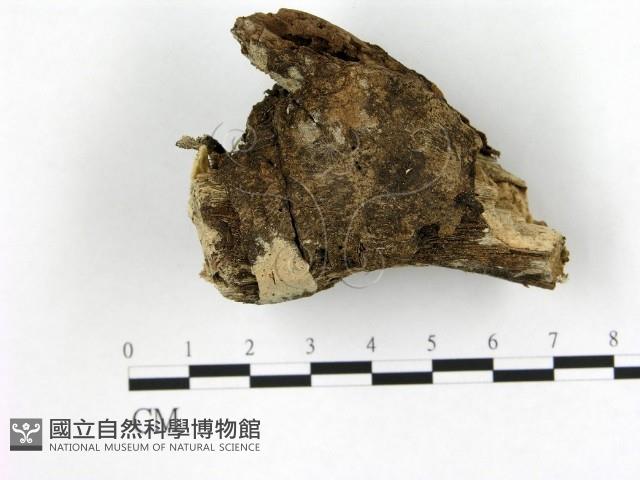 登錄號:F0020067藏品圖，第1張