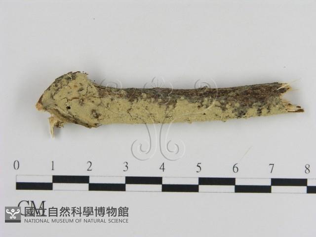 登錄號:F0000067藏品圖，第1張