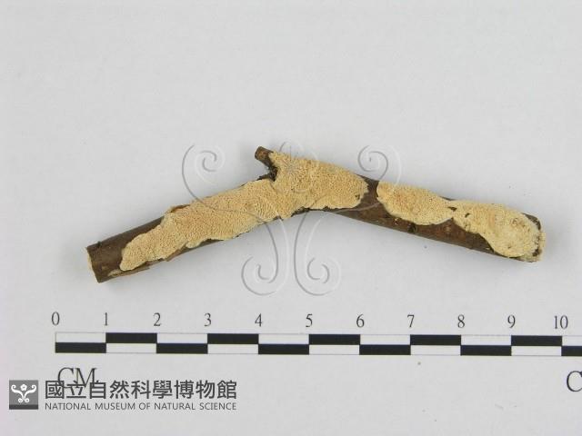 銳孔菌屬藏品圖，第1張