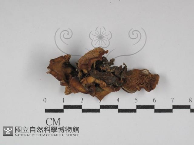 多孔菌屬藏品圖，第1張