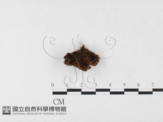 登錄號:F0026067藏品圖，第1張