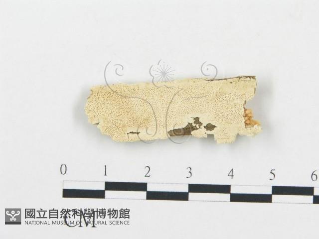 登錄號:F0006067藏品圖，第1張