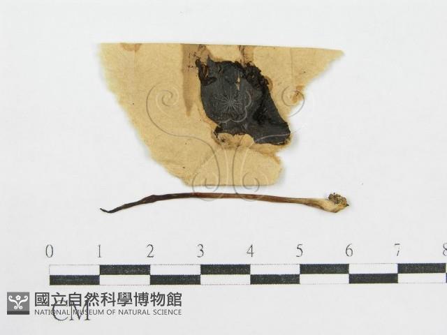 鬼傘屬藏品圖，第1張