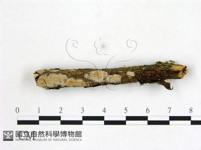 登錄號:F0001067藏品圖，第1張
