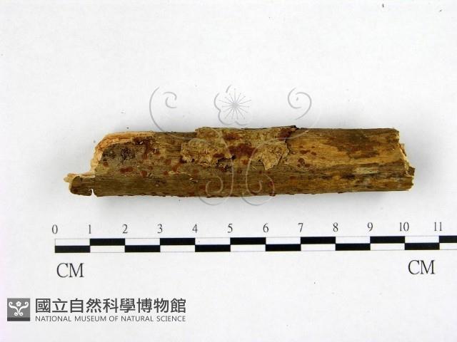 登錄號:F0011067藏品圖，第1張