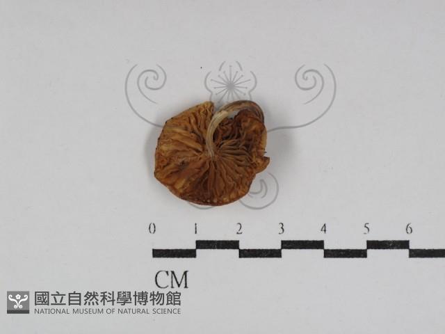 登錄號:F0031067藏品圖，第1張