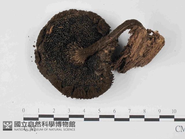 登錄號:F0024067藏品圖，第1張