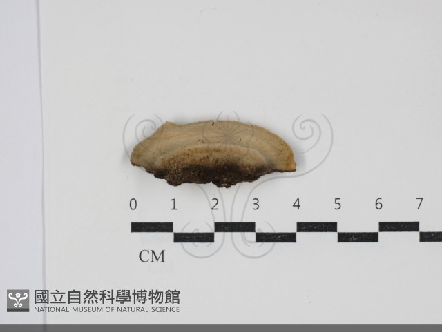 齒耳菌屬藏品圖，第1張