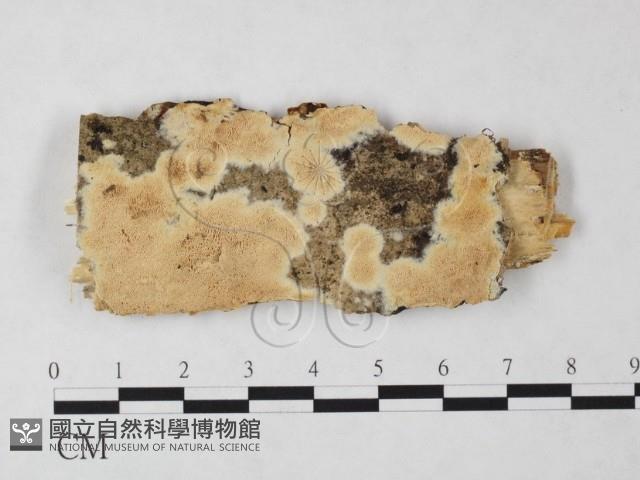 登錄號:F0022067藏品圖，第1張