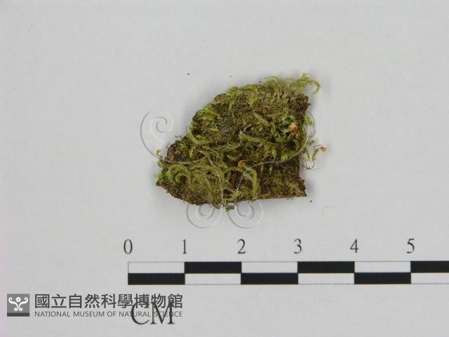 小皮傘屬藏品圖，第1張