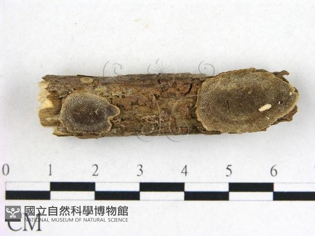 登錄號:F0012067藏品圖，第1張