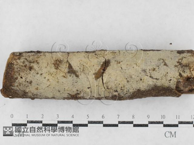 剛毛絲皮菌藏品圖，第1張