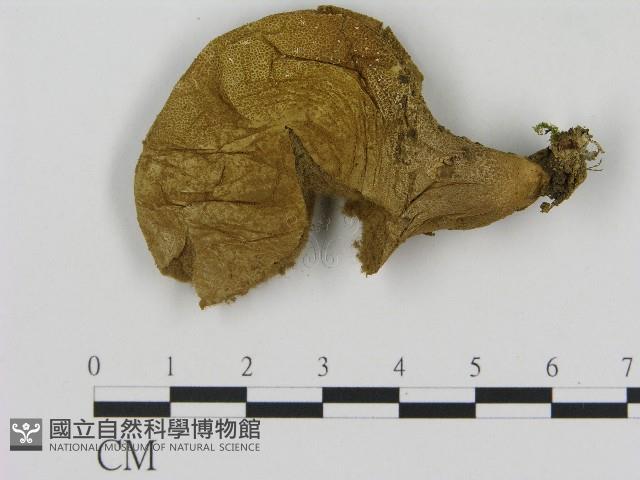 登錄號:F0017067藏品圖，第1張