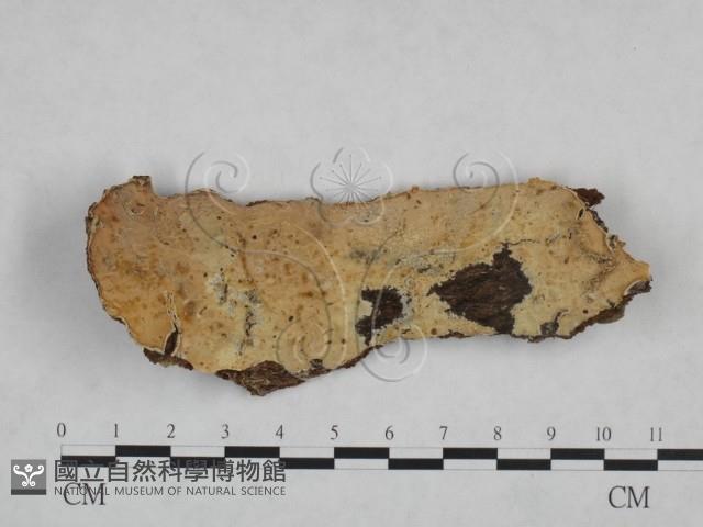 登錄號:F0025067藏品圖，第1張