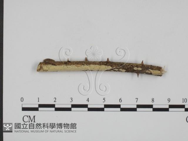 登錄號:F0005067藏品圖，第1張