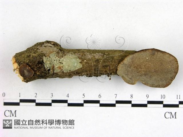 登錄號:F0015067藏品圖，第1張
