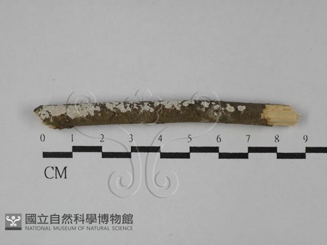 登錄號:F0029067藏品圖，第1張