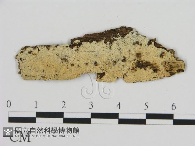 絲齒菌屬藏品圖，第1張