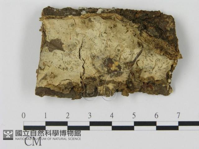 登錄號:F0003067藏品圖，第1張