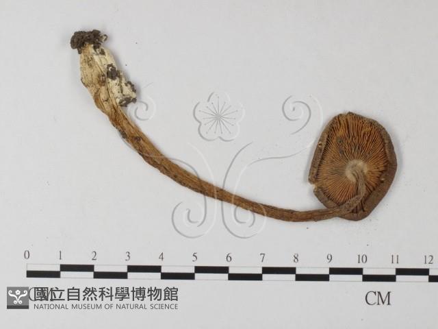 登錄號:F0013067藏品圖，第1張